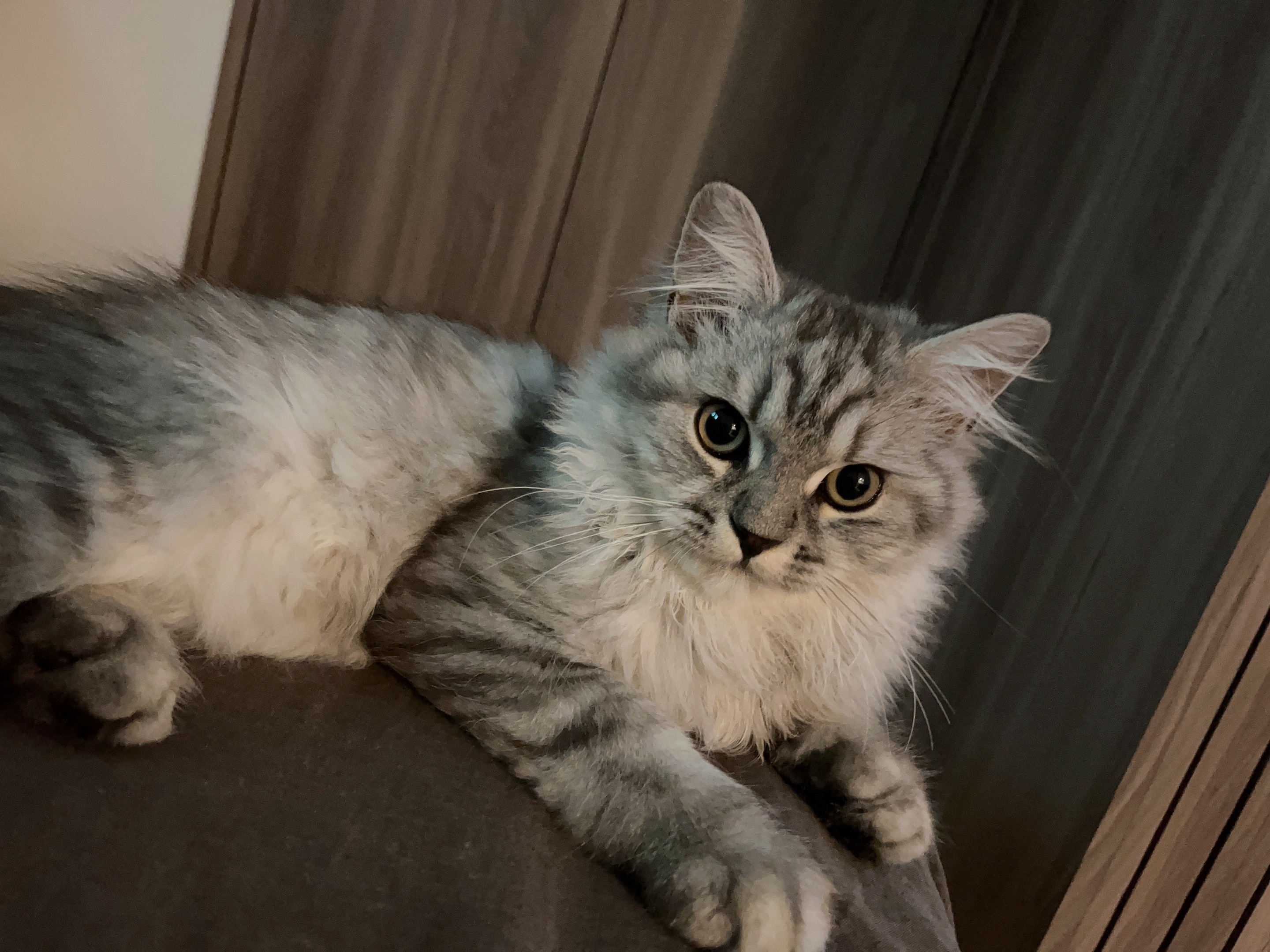 アッシュ - くつろぎ