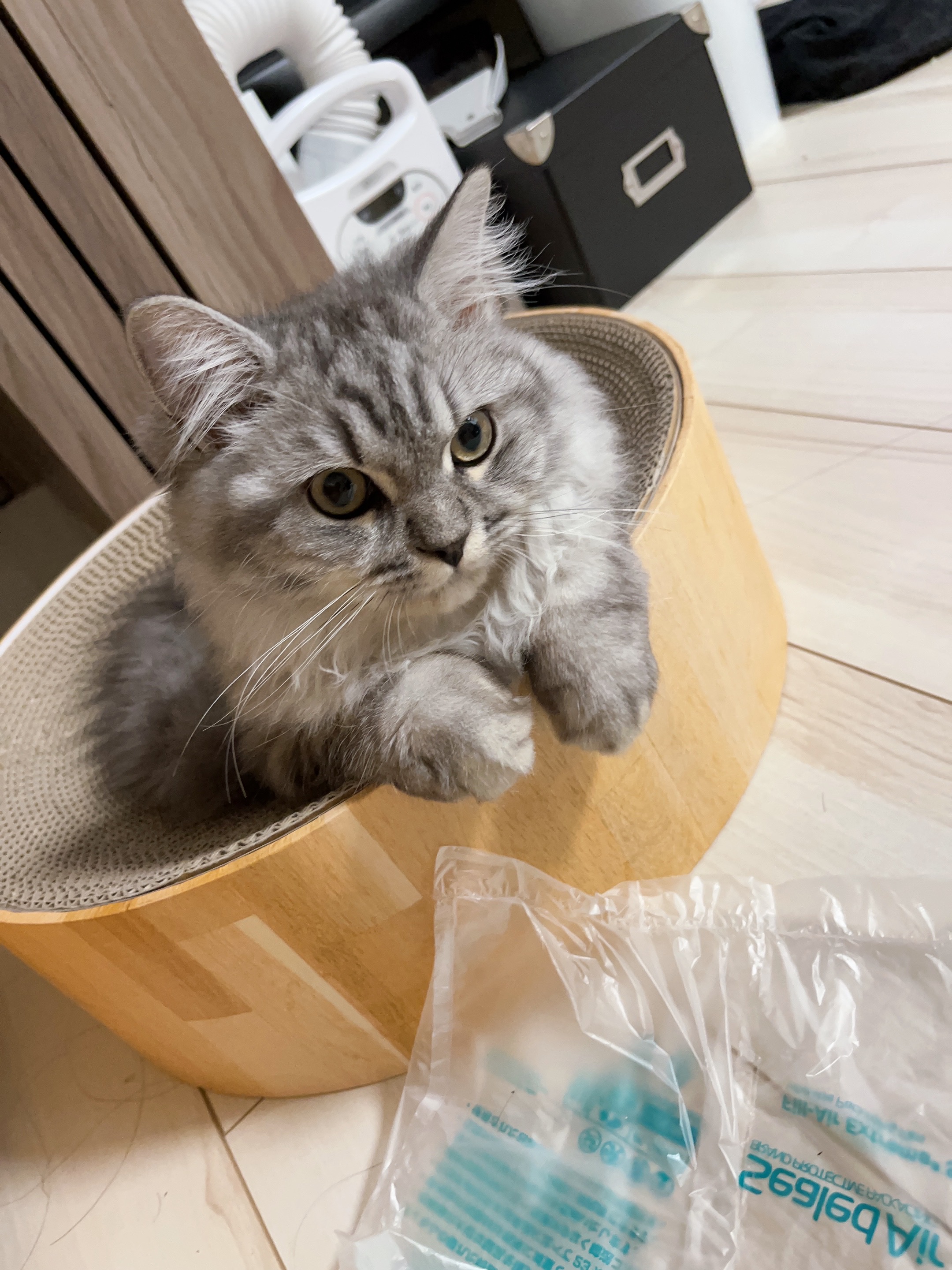 アッシュ - 子猫時代