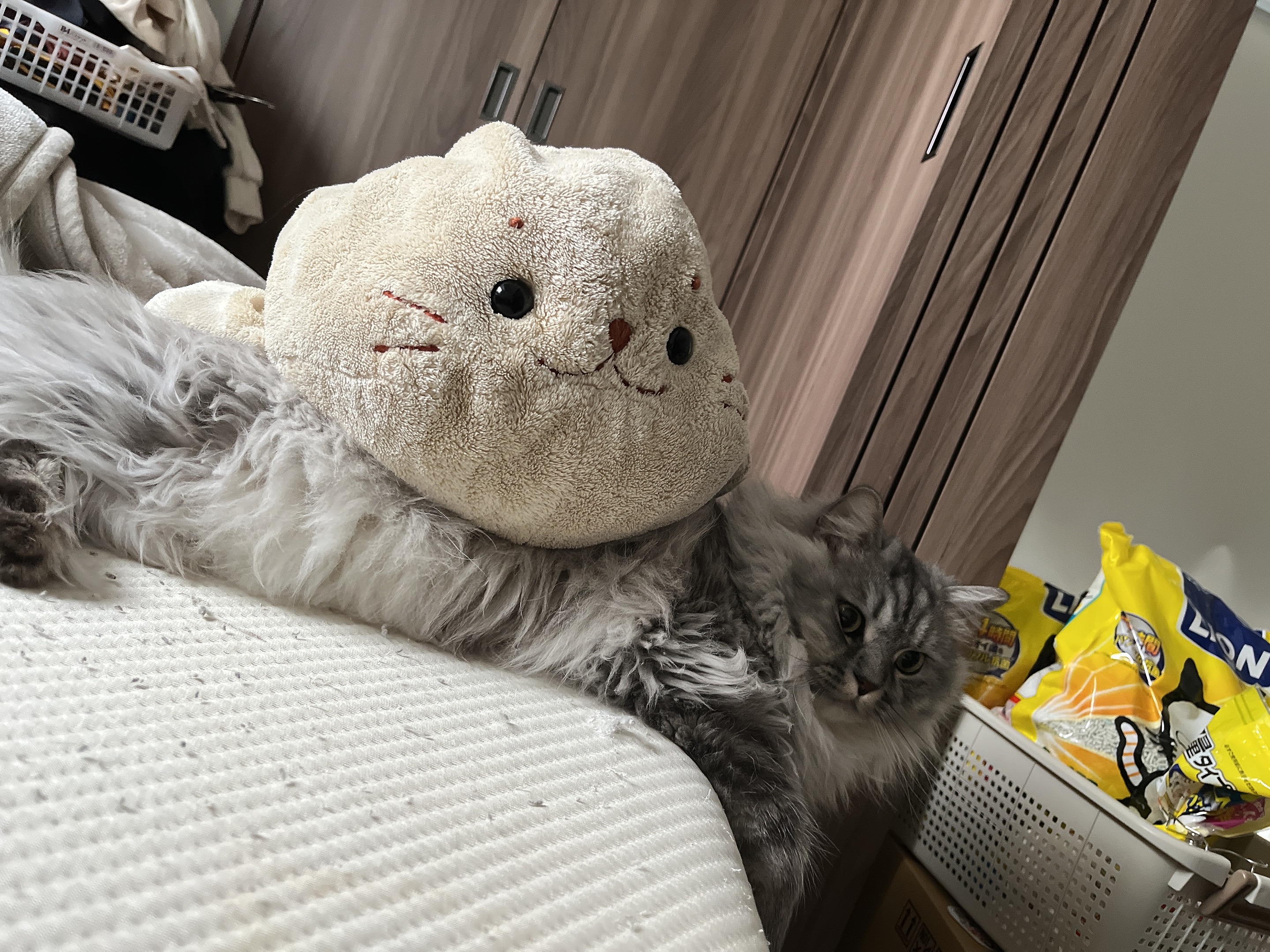 アッシュ - ぬいぐるみ抱っこ