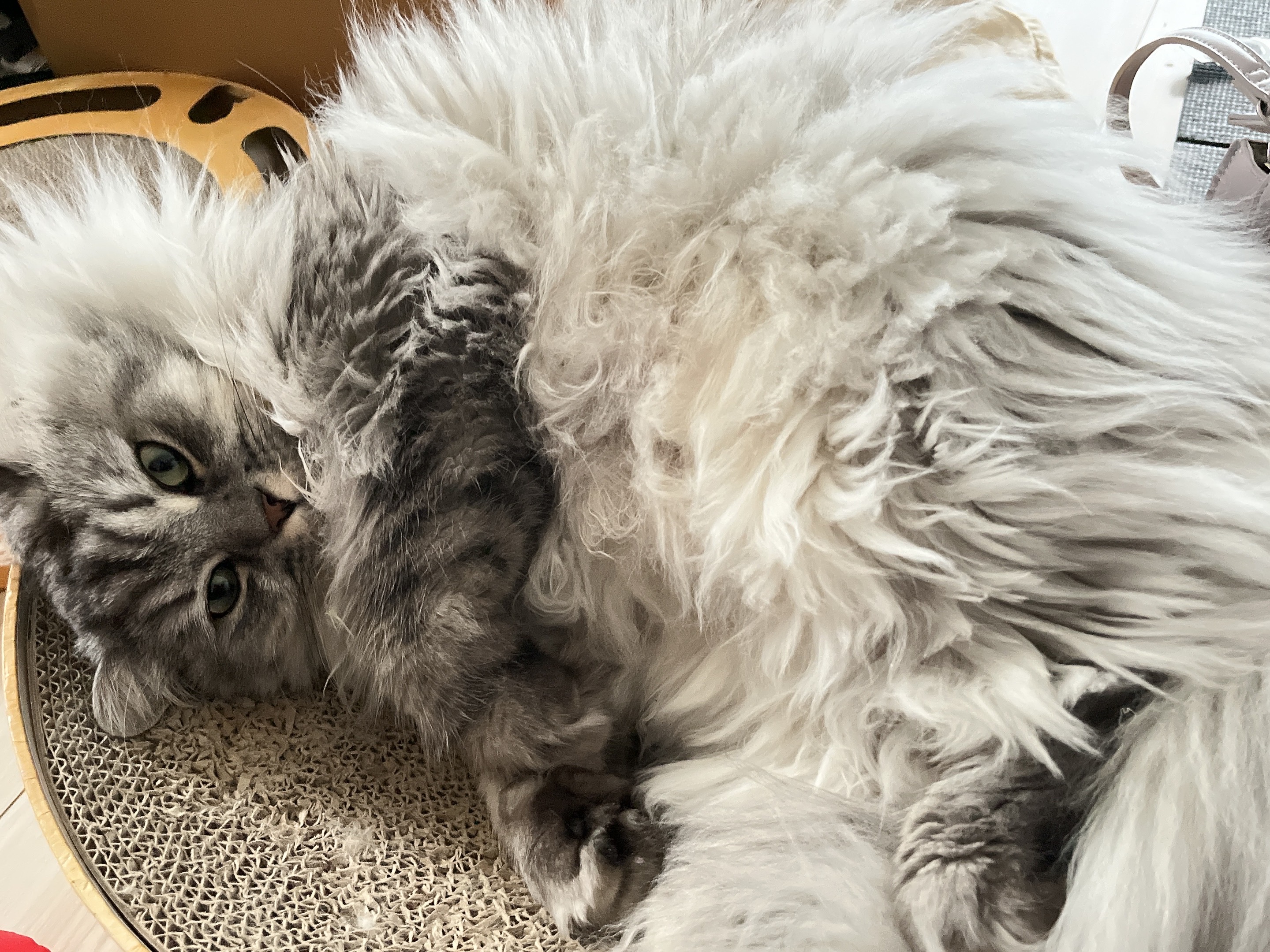 アッシュ - もふもふ