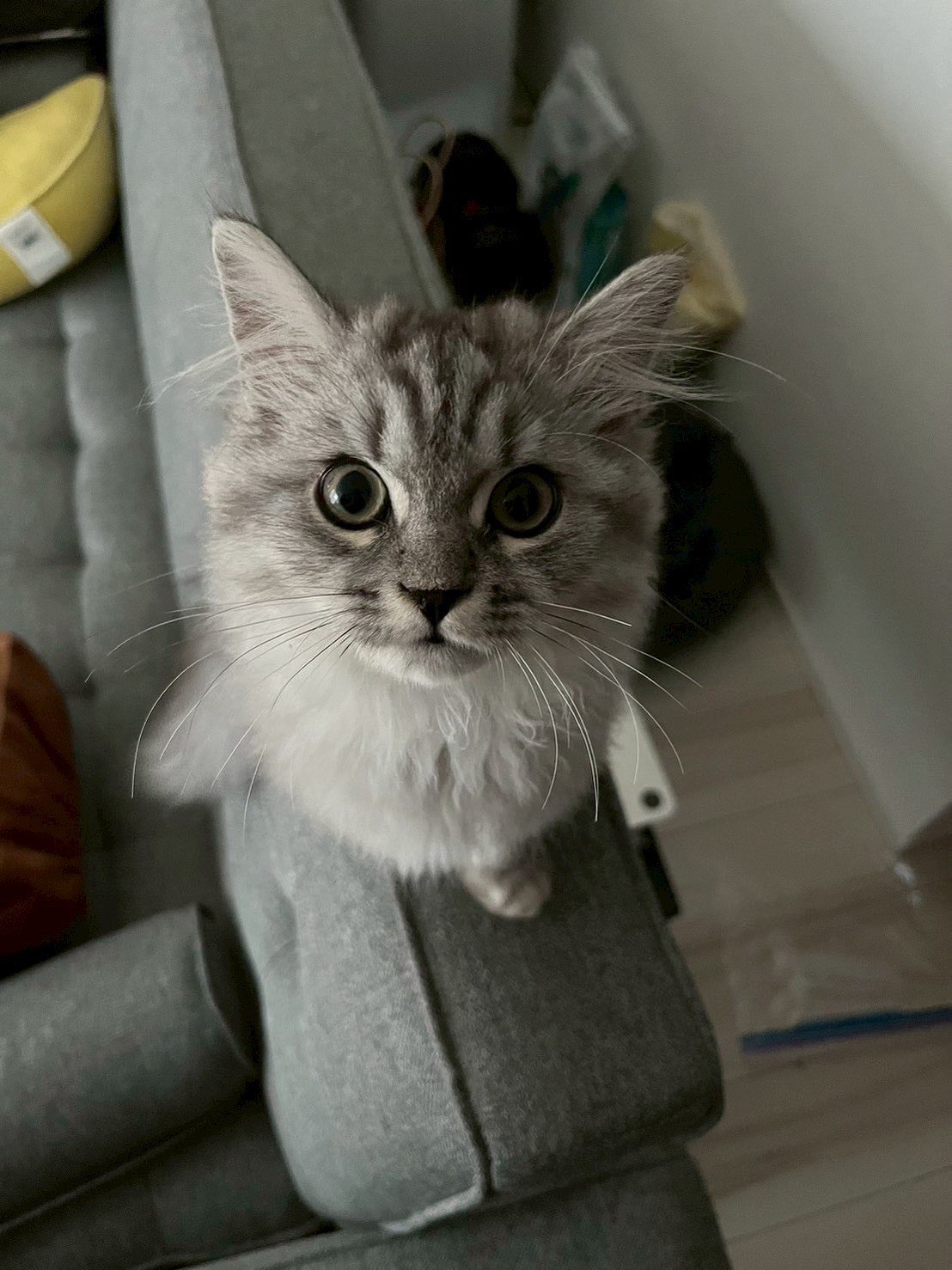 あっしゅのプロフィール写真